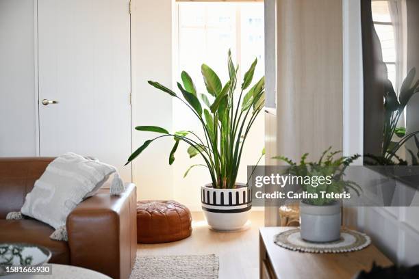 potted banana tree in a modern home - bananenplant stockfoto's en -beelden