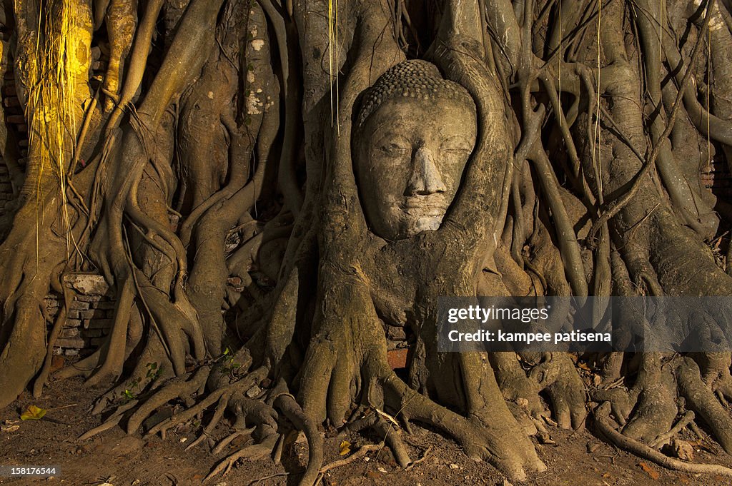 Buddha head overgrown by fig tree in Wat Mahatat