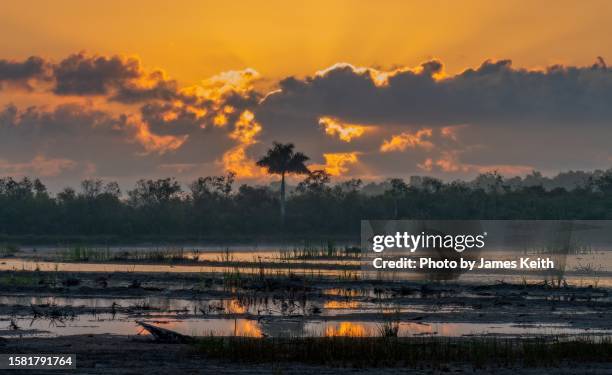 sunrise silhouettes - everglades national park stock pictures, royalty-free photos & images