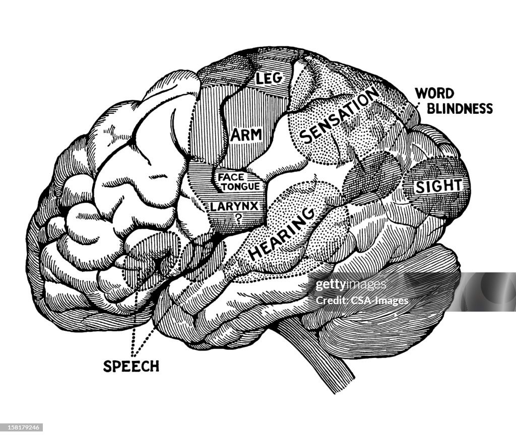 Human Brain Diagram