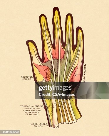 Tendon Manus Diagram Of Tendons In Hand High-Res Vector Graphic - Getty Images