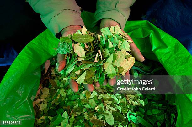 coca leafs for sale at the market - cocaine stock pictures, royalty-free photos & images