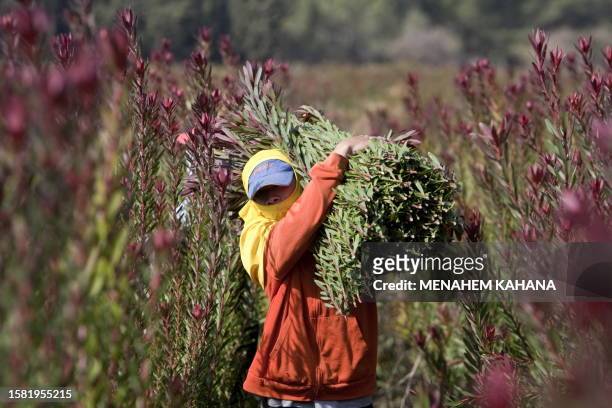 Thai foreign worker harvests flowers for export in a farm near the Israeli city of Katzrin on November 10, 2009 in the Israeli-occupied Golan...