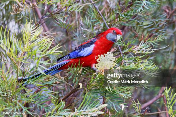 crimson rosella (platycercus elegans) in lamington national park - rosella carmesí fotografías e imágenes de stock