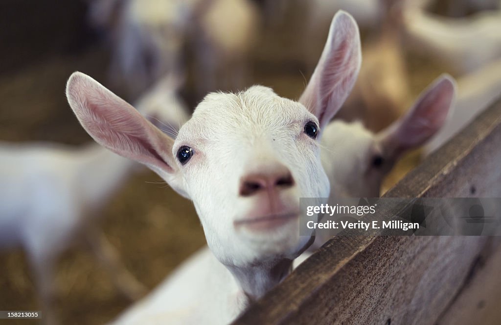 Young Goat Kid looking at camera