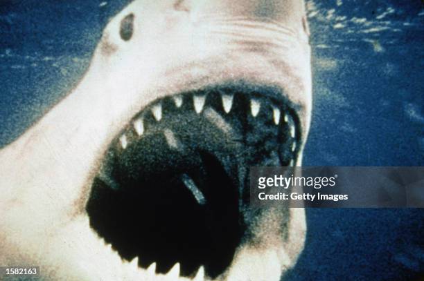 The titular giant Great White shark opens its mouth in a still from the film, 'Jaws,' directed by Steven Spielberg, 1975.