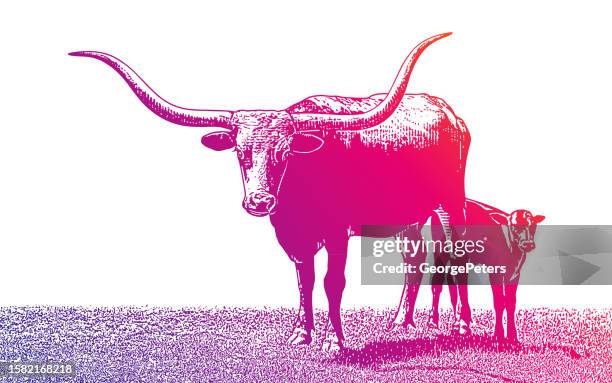 texas longhorn steer and calf - beef calf stock illustrations