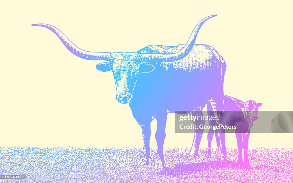 Texas Longhorn Steer and Calf