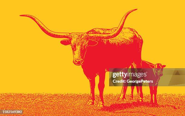 texas longhorn steer and calf - texas longhorn stock illustrations