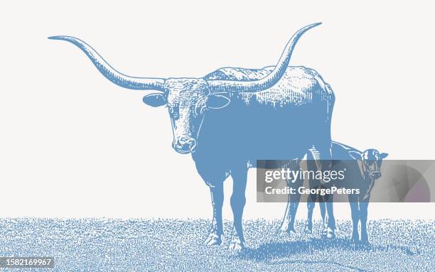 ilustraciones, imágenes clip art, dibujos animados e iconos de stock de novillo y ternero texas longhorn - west texas