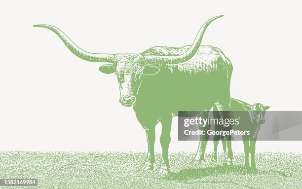 texas longhorn steer and calf - texas longhorns stock illustrations