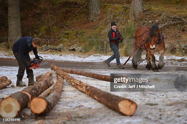 Simon Lenihan, a full time commercial horse logger, removes a Scots Pine tree from the Balmoral Estate with Salome Du Pre Renier, a 4 year old...