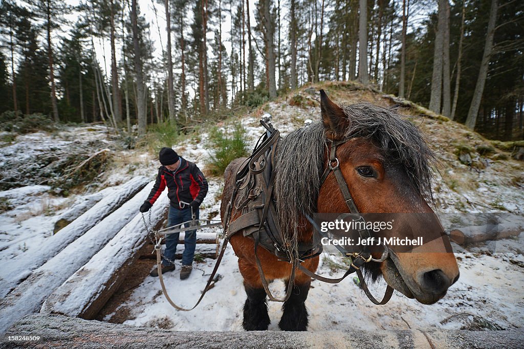 Horse Logging On The Balmoral Estate