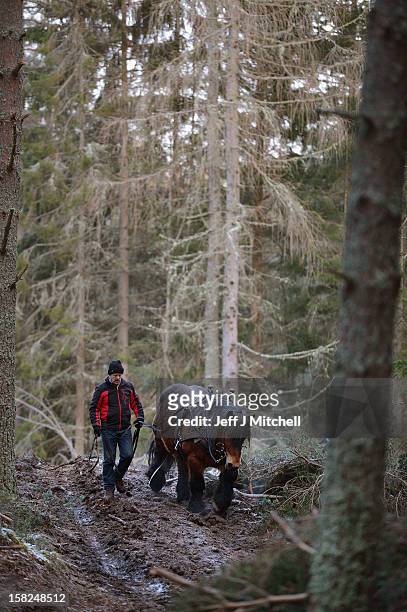 Simon Lenihan, a full time commercial horse logger, removes a Scots Pine tree from the Balmoral Estate with Sultan De Le Campagne, a 15 year old...