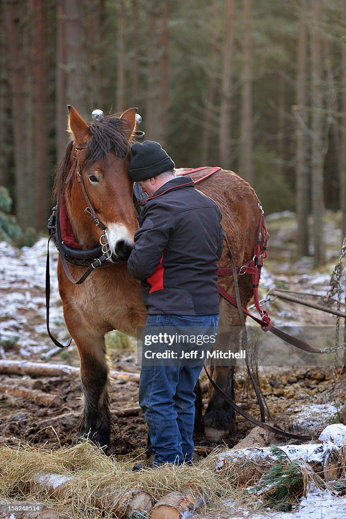 Horse Logging On The Balmoral Estate