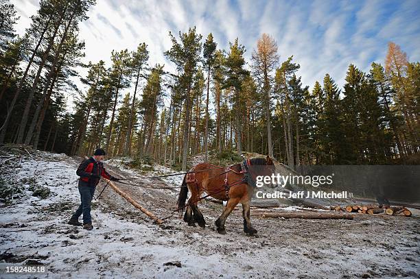 Simon Lenihan, a full time commercial horse logger, removes a Scots Pine tree from the Balmoral Estate with Salome Du Pre Renier, a 4 year old...