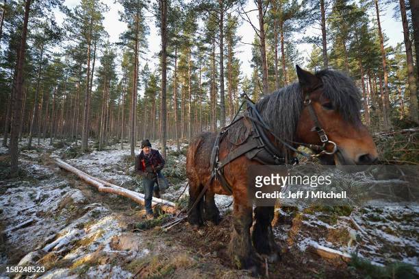 Simon Lenihan, a full time commercial horse logger, removes a Scots Pine tree from the Balmoral Estate with Sultan De Le Campagne a 15 year old...