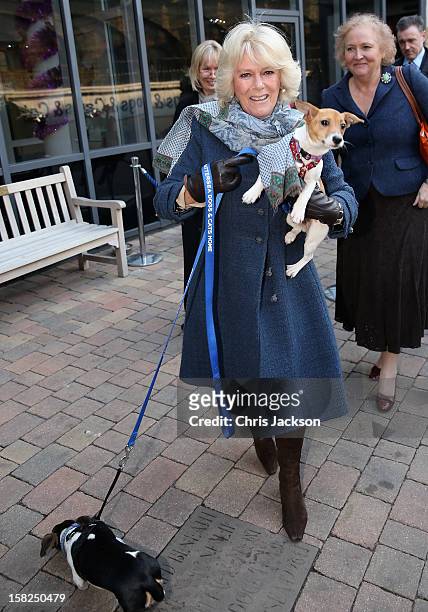 Camilla, Duchess of Cornwall holds up her 9 week old Jack Russell terrier Bluebell as she visits Battersea Dog and Cats Home on December 12, 2012 in...