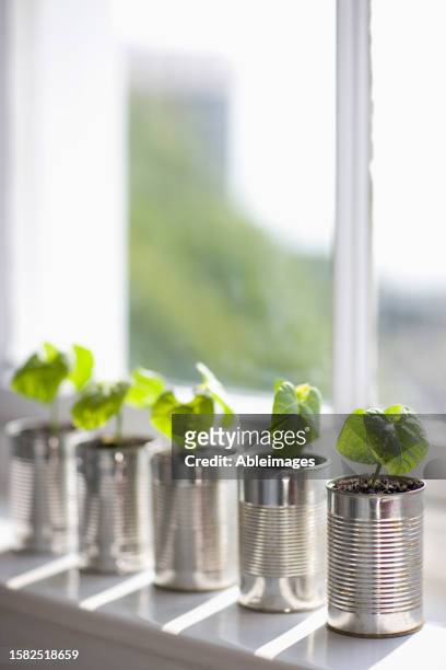 recyclable tin cans with seedlings on a window sill - recycled plant pot stock pictures, royalty-free photos & images