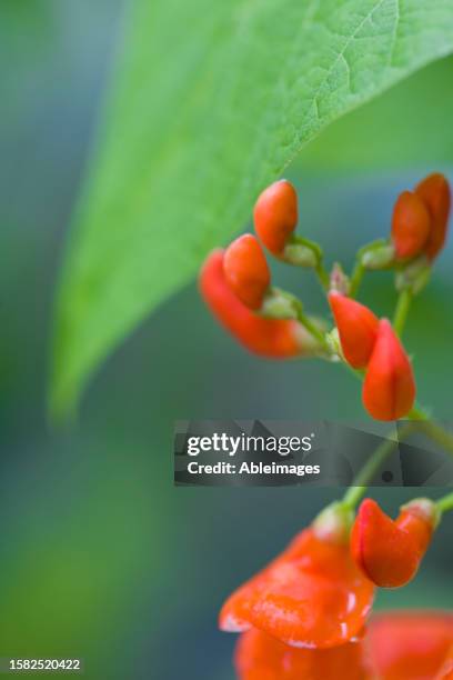 close up of a scarlet runner bean flower - runner beans stock pictures, royalty-free photos & images