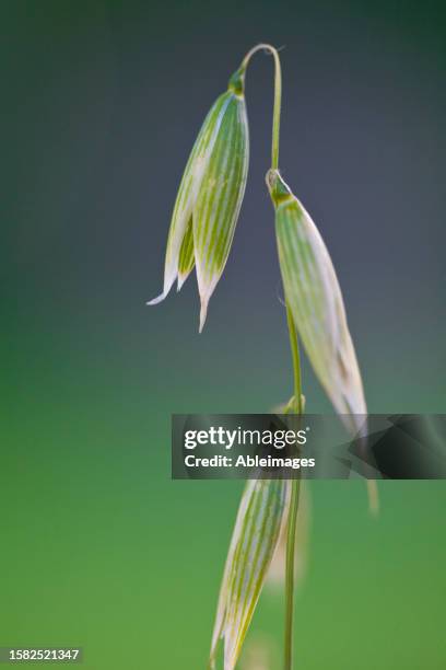 close up of wild oat - avena fatua stock pictures, royalty-free photos & images