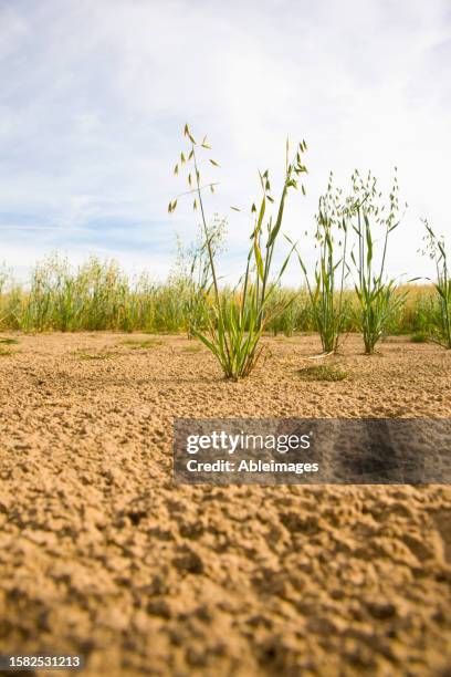 wild oat in a field - avena fatua stock pictures, royalty-free photos & images