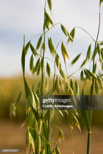 wild oat in a field - avena fatua stock pictures, royalty-free photos & images
