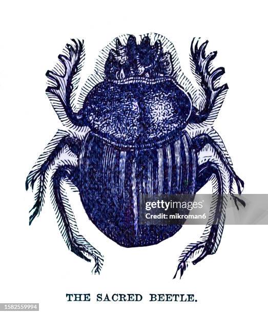 Scarebeus 183 Giant Dung Beetle Stock Photos, High-Res Pictures, and Images ...