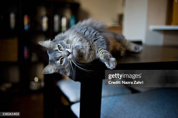 munchkin cat lying on table - tabby munchkin cat bildbanksfoton och bilder