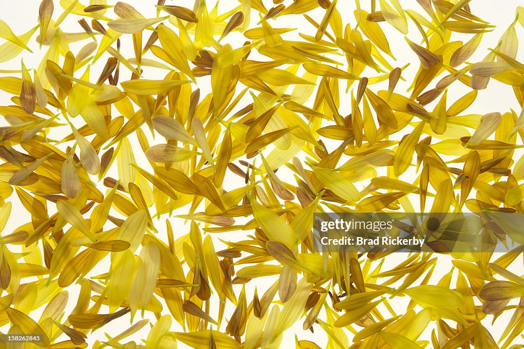 Yellow and brown chrysanthemum petals
