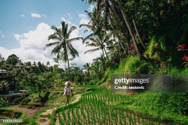 woman enjoying bali rice fields - ubud rice fields stock pictures, royalty-free photos & images