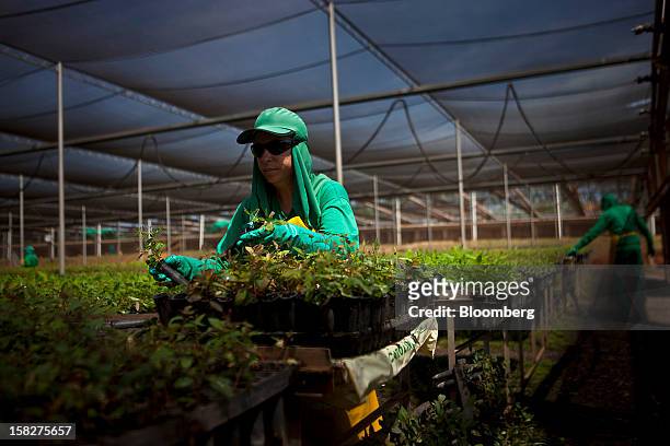 Worker plants eucalyptus at the Eldorado Celulose e Papel S.A seedling nursery in Andradina, Brazil, on Tuesday, Dec. 11, 2012. Eldorado Celulose e...