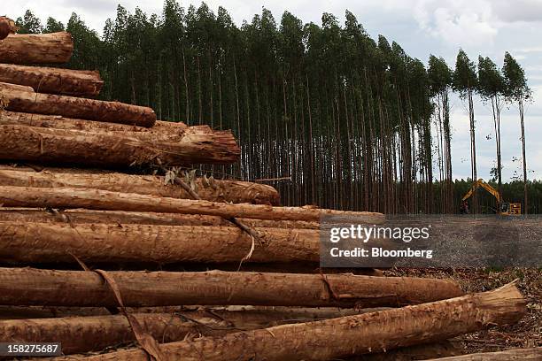 Harvested 7 year old eucalyptus trees sit piled up as a Komatsu Ltd. Wood harvesting machine prepares to cut down more trees on a farm leased by...