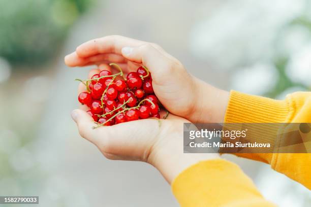 kid's hands holding ripe red currant berries. harvesting and healthy eating. - hand fruit stock pictures, royalty-free photos & images
