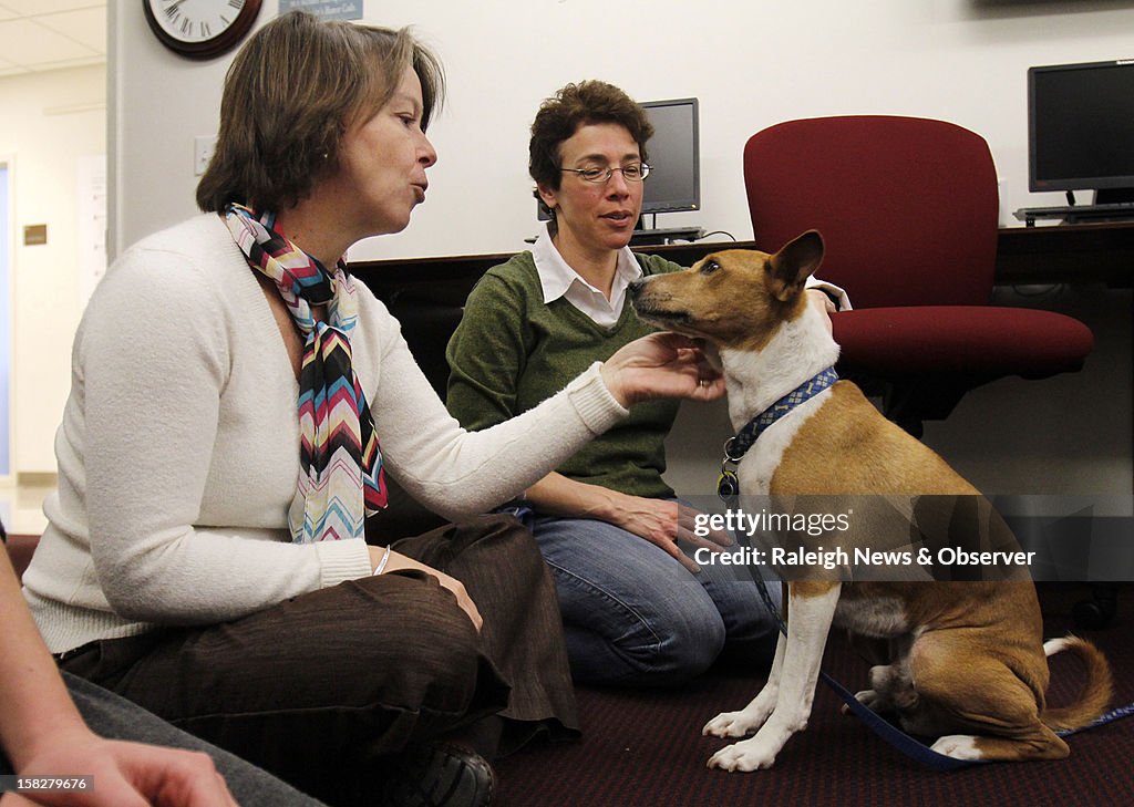 Therapy dogs