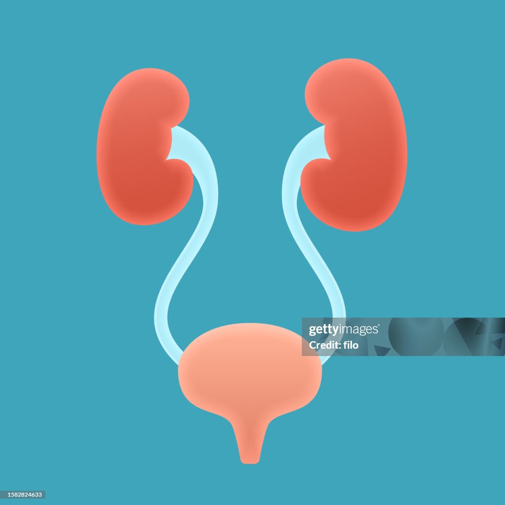 Human Kidneys and Bladder Internal Organ Design Element