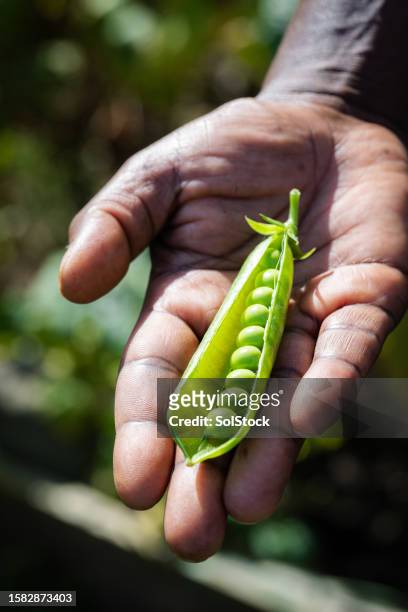 holding an open pea pod - pea pod stock pictures, royalty-free photos & images