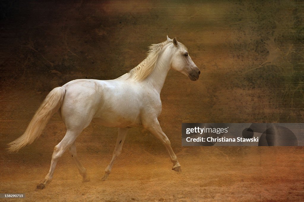 White horse trotting on sand
