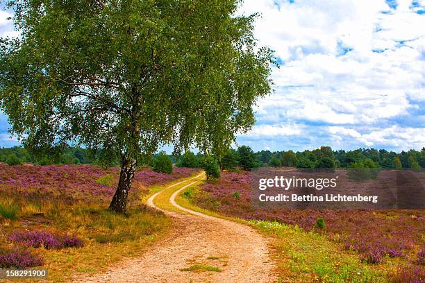 lüneburger heide - lüneburg stock pictures, royalty-free photos & images