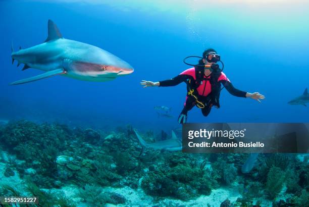 female scuba diver diving with shark in roatan - honduras fotografías e imágenes de stock