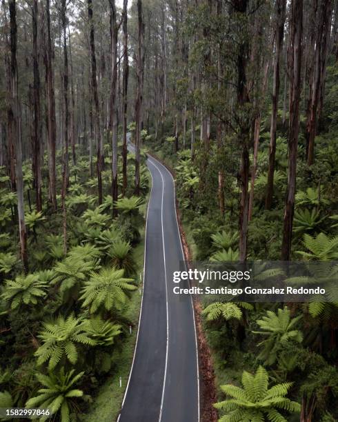 the lush and famous black spur drive in yarra ranges. - country road australia stockfoto's en -beelden