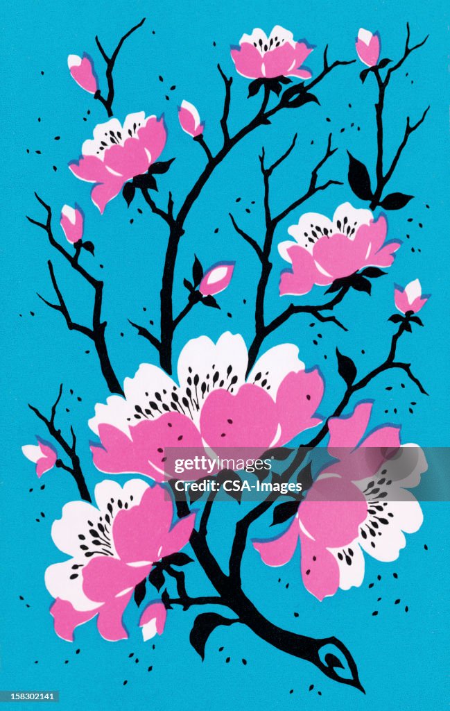 Cherry Blossoms High-Res Vector Graphic - Getty Images