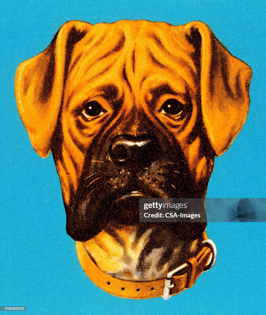 Mastiff Dog
