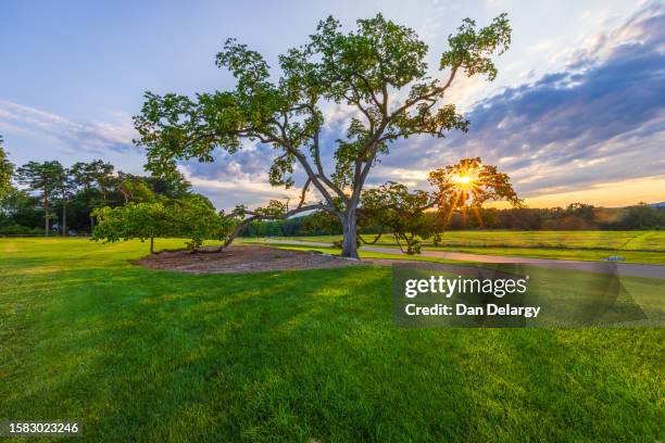 sunburst tre branch - college park maryland stock-fotos und bilder
