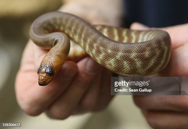 Zookeeper Thomas Warkentin holds a woma python from Australia during the annual animal inventory at Zoo Berlin zoo on December 12, 2012 in Berlin,...