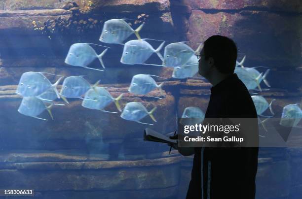 Biologist Benjamin Ibler watches a school of lookdown fish swim by at the aquarium during the annual animal inventory at Zoo Berlin zoo on December...