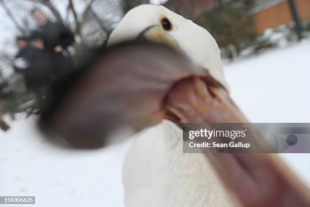 Swan nibbles at a photographer's lens during the annual animal inventory at Zoo Berlin zoo on December 12, 2012 in Berlin, Germany. The zoo conducts...