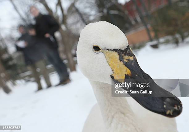 Dwarf swan meanders by as zookeeper Yancy Rentz and biologist Benjamin Ibler count ducks in a bird enclosure during the annual animal inventory at...