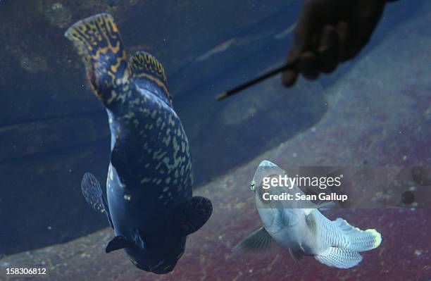 Biologist Benjamin Ibler points to a Grants grouper fish at the aquarium during the annual animal inventory at Zoo Berlin zoo on December 12, 2012 in...