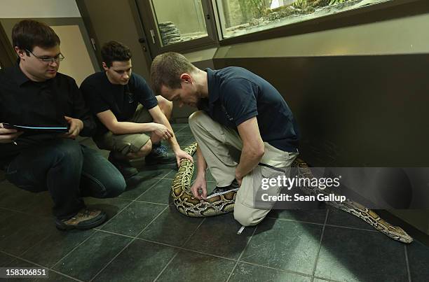 Zookeeper Thomas Warkentin measures Saskia, a Burmese python who is 3.2 meters long, during the annual animal inventory at Zoo Berlin zoo on December...